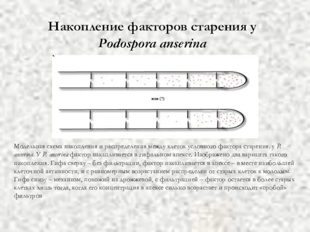 Накопление факторов старения у Рodospora anserina Модельная схема накопления и распределения между