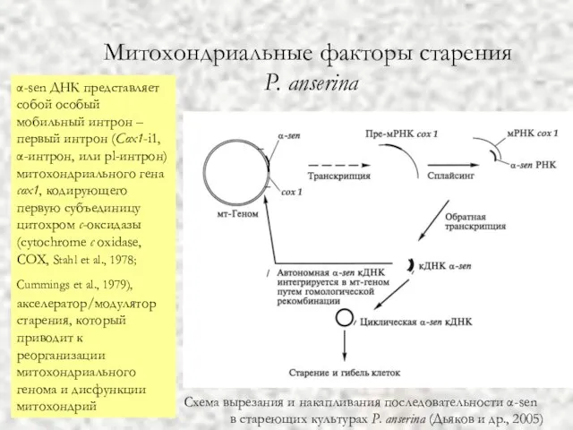 Митохондриальные факторы старения P. anserina Схема вырезания и накапливания последовательности α-sen в