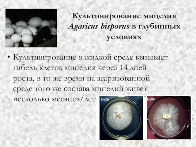 Культивирование мицелия Agaricus bisporus в глубинных условиях Культивирование в жидкой среде вызывает