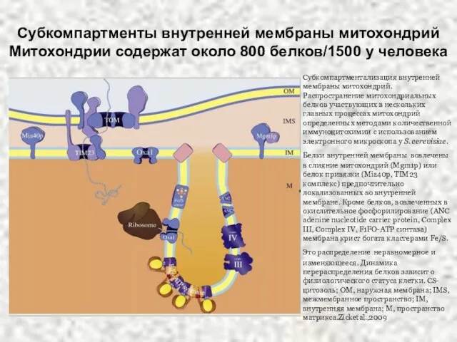 Субкомпартменты внутренней мембраны митохондрий Митохондрии содержат около 800 белков/1500 у человека Субкомпартментализация