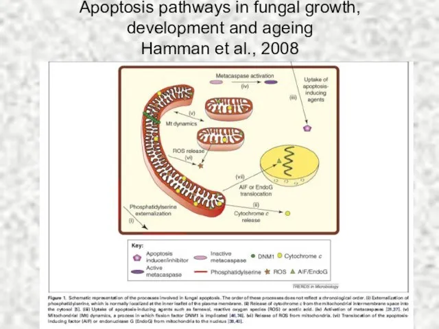 Apoptosis pathways in fungal growth, development and ageing Hamman et al., 2008