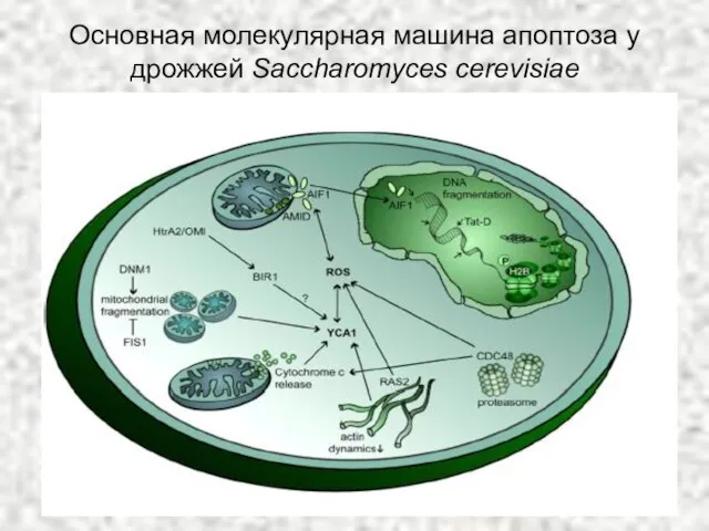 Основная молекулярная машина апоптоза у дрожжей Saccharomyces cerevisiae