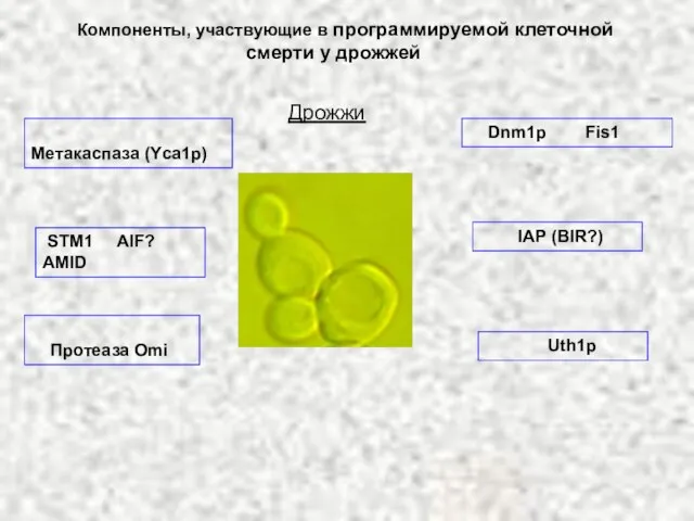 Дрожжи Метакаспаза (Yca1p) Uth1p Dnm1p Fis1 Компоненты, участвующие в программируемой клеточной смерти