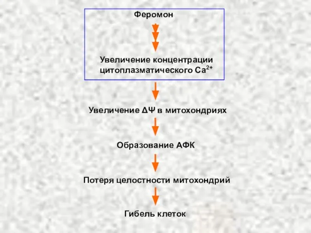 Феромон Увеличение концентрации цитоплазматического Ca2+ Увеличение ΔΨ в митохондриях Образование АФК Потеря целостности митохондрий Гибель клеток