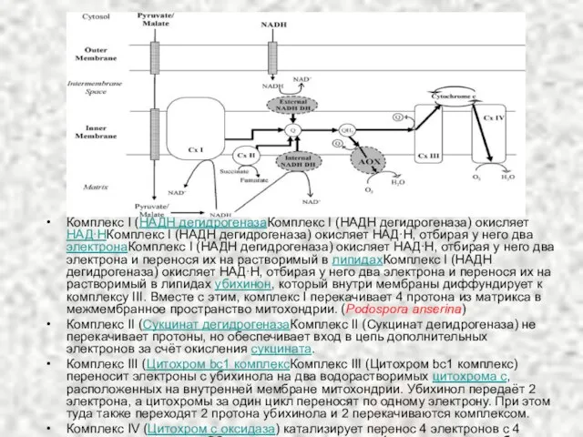 Комплекс I (НАДН дегидрогеназаКомплекс I (НАДН дегидрогеназа) окисляет НАД∙НКомплекс I (НАДН дегидрогеназа)