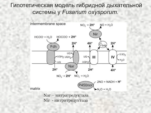 Гипотетическая модель гибридной дыхательной системы у Fusarium oxysporum. Nar – нитратредуктаза Nir - нитритредуктаза