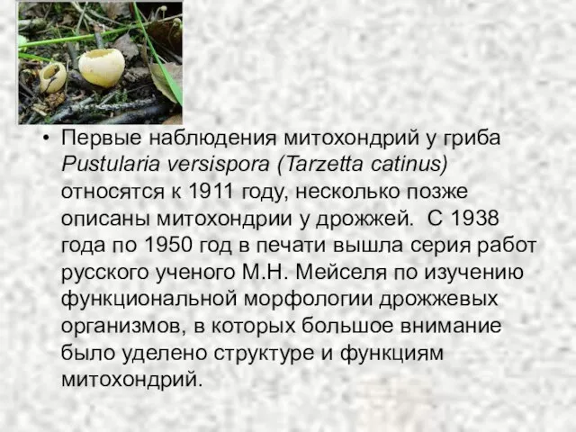 Первые наблюдения митохондрий у гриба Pustularia versispora (Tarzetta catinus) относятся к 1911