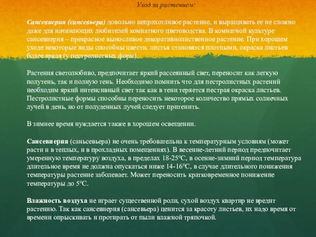 Уход за растением: Сансевиерия (сансевьера) довольно неприхотливое растение, и выращивать ее не