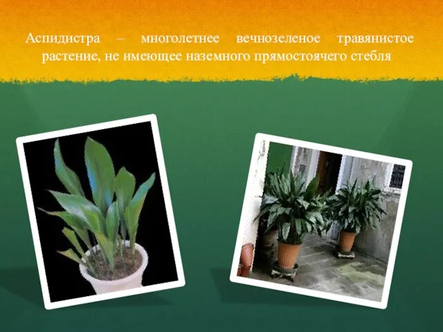 Аспидистра – многолетнее вечнозеленое травянистое растение, не имеющее наземного прямостоячего стебля