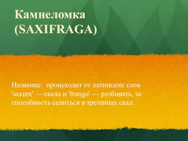 Камнеломка (SAXIFRAGA) Название: происходит от латинских слов 'saxum' — скала и 'frango'