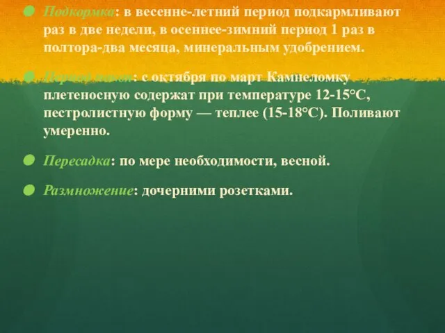 Подкормка: в весенне-летний период подкармливают раз в две недели, в осеннее-зимний период