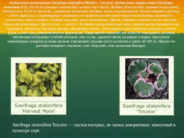 Виды: Камнеломка плетеносная (Saxifraga stolonifera Meerb.). Синоним: Камнеломка отпрысковая (Saxifraga sarmentosa L.f.).