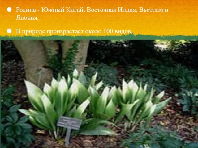 Родина - Южный Китай, Восточная Индия, Вьетнам и Япония. В природе произрастает около 100 видов.