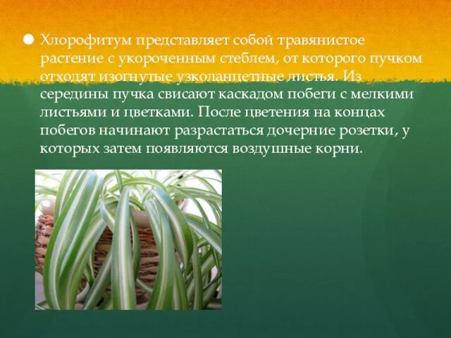 Хлорофитум представляет собой травянистое растение с укороченным стеблем, от которого пучком отходят