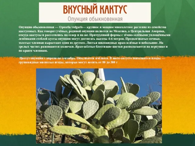 Опунция обыкновенная — Opuntia vulgaris— крупное и мощное многолетнее растение из семейства