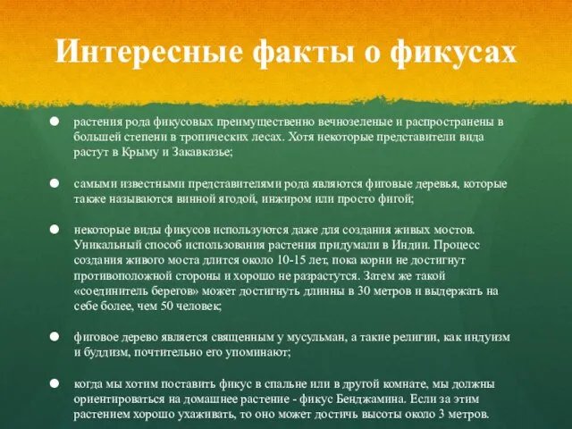 Интересные факты о фикусах растения рода фикусовых преимущественно вечнозеленые и распространены в