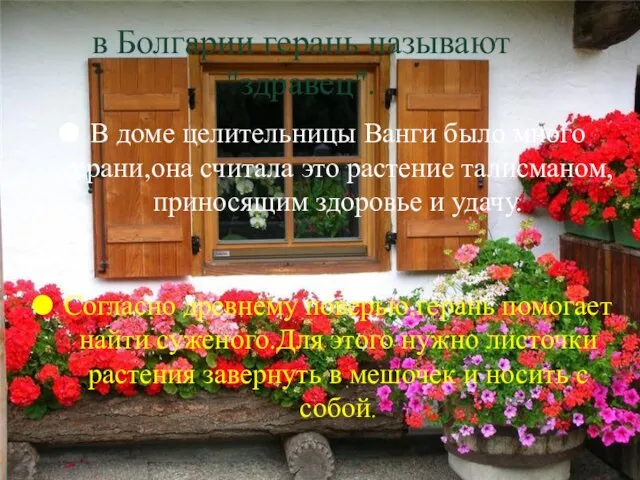 в Болгарии герань называют "здравец". В доме целительницы Ванги было много герани,она