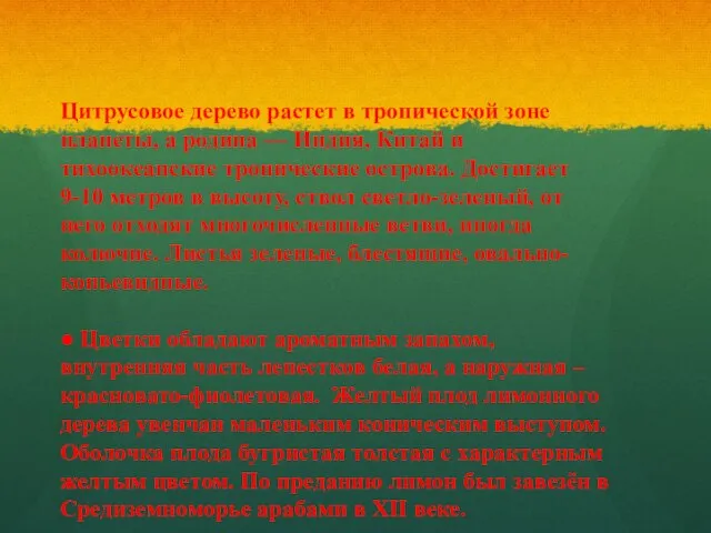 Цитрусовое дерево растет в тропической зоне планеты, а родина — Индия, Китай