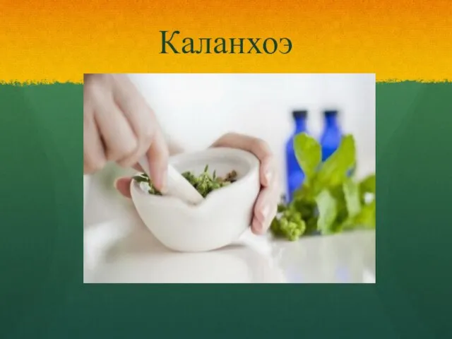 Каланхоэ