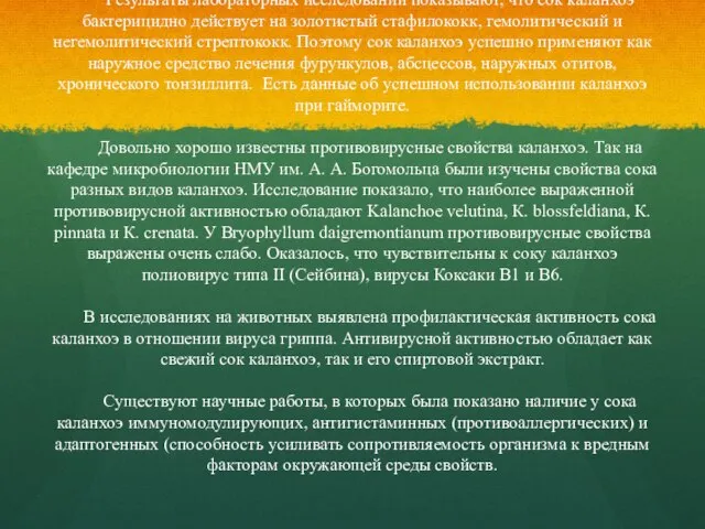 Результаты лабораторных исследований показывают, что сок каланхоэ бактерицидно действует на золотистый стафилококк,