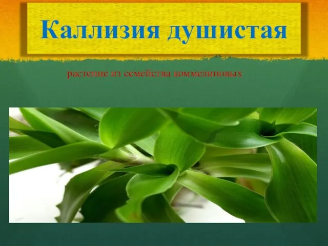 Каллизия душистая растение из семейства коммелиновых