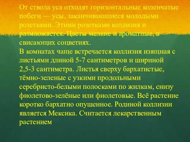 От ствола уса отходят горизонтальные коленчатые побеги — усы, заканчивающиеся молодыми розетками.