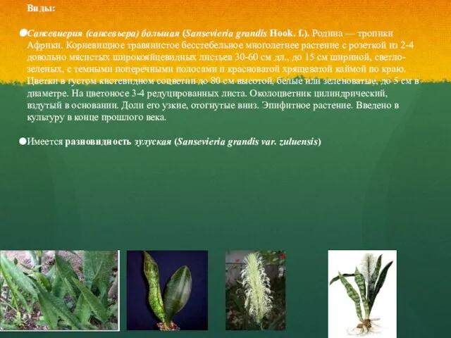 Виды: Сансевиерия (сансевьера) большая (Sansevieria grandis Hook. f.). Родина — тропики Африки.