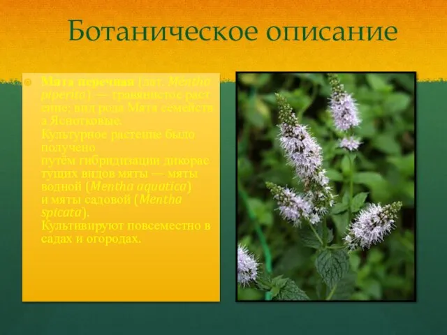 Ботаническое описание Мя́та пе́речная (лат. Méntha piperíta) — травянистое растение; вид рода