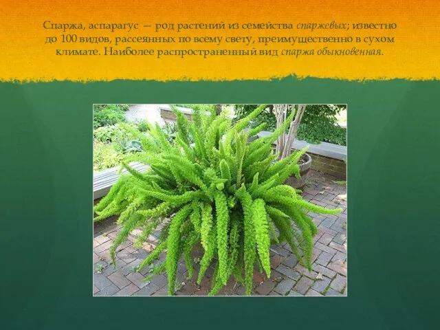 Спаржа, аспарагус — род растений из семейства спаржевых; известно до 100 видов,