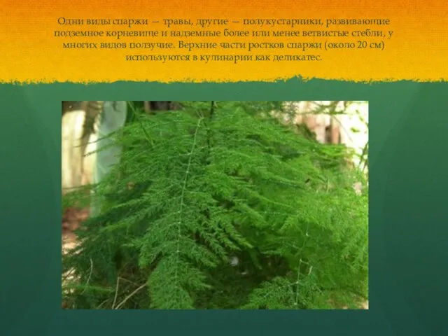 Одни виды спаржи — травы, другие — полукустарники, развивающие подземное корневище и