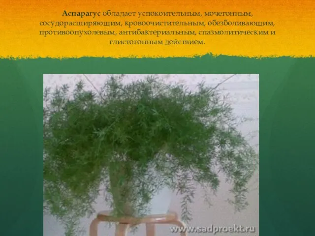 Аспарагус обладает успокоительным, мочегонным, сосудорасширяющим, кровоочистительным, обезболивающим, противоопухолевым, антибактериальным, спазмолитическим и глистогонным действием.