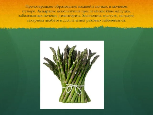 Предотвращает образование камней в почках и мочевом пузыре. Аспарагус используется при лечении