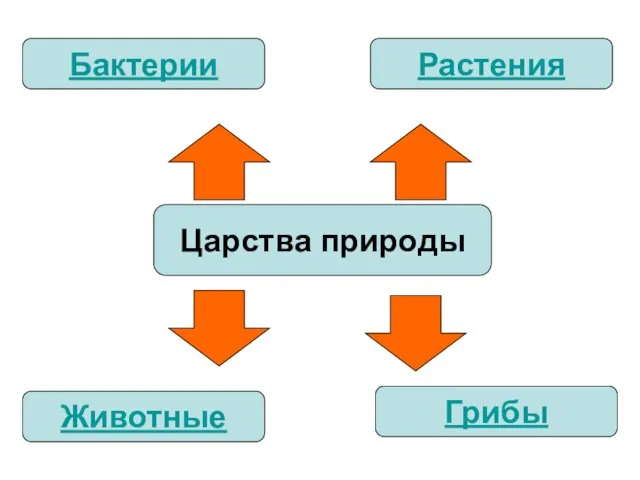 Царства природы Бактерии Животные Грибы Растения