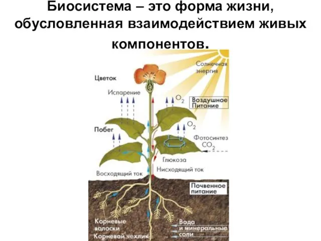 Биосистема – это форма жизни, обусловленная взаимодействием живых компонентов.