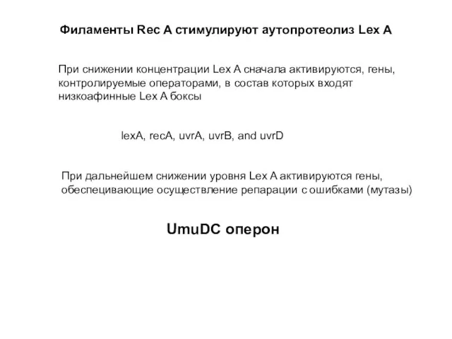 lexA, recA, uvrA, uvrB, and uvrD Филаменты Rec A стимулируют аутопротеолиз Lex