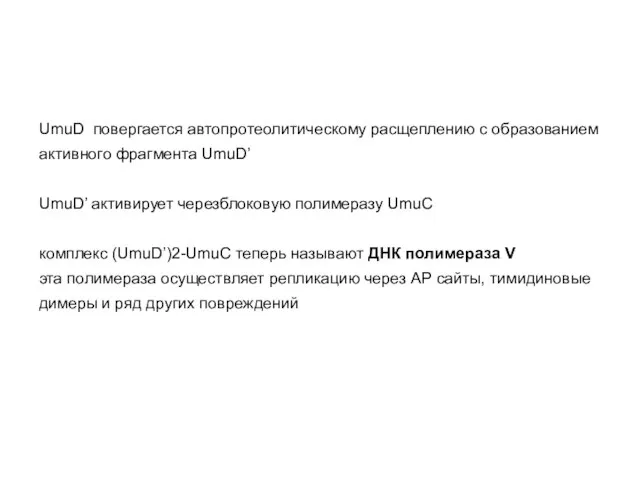 UmuD повергается автопротеолитическому расщеплению с образованием активного фрагмента UmuD’ UmuD’ активирует черезблоковую