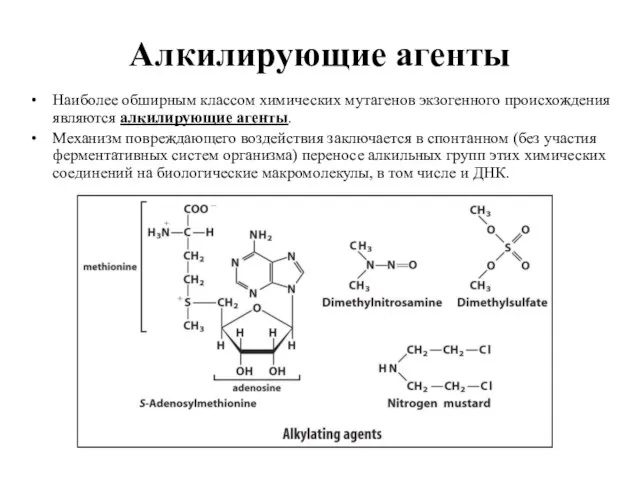 Алкилирующие агенты Наиболее обширным классом химических мутагенов экзогенного происхождения являются алкилирующие агенты.