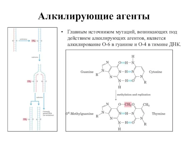 Алкилирующие агенты Главным источником мутаций, возникающих под действием алкилирующих агентов, является алкилирование