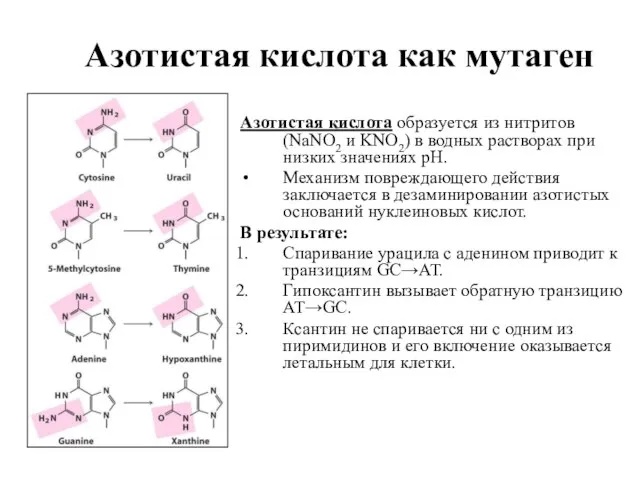 Азотистая кислота как мутаген Азотистая кислота образуется из нитритов (NaNO2 и KNO2)