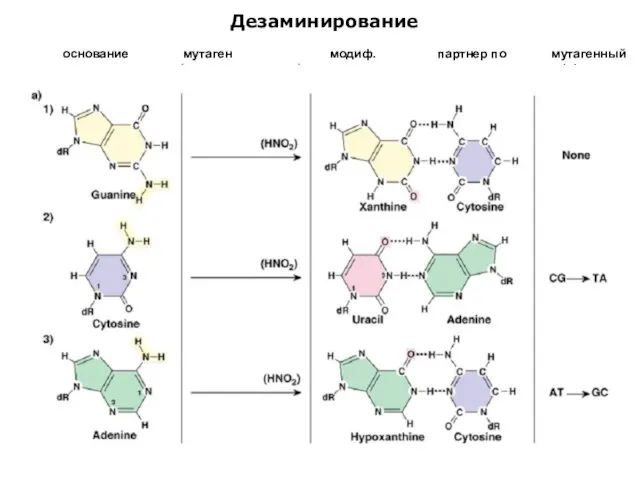 Дезаминирование основание мутаген (азотистая кислота) модиф. основание партнер по спариванию мутагенный эффект