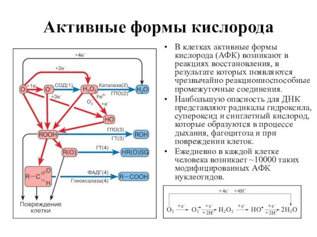 Активные формы кислорода В клетках активные формы кислорода (АФК) возникают в реакциях