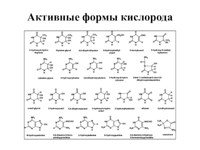 Активные формы кислорода