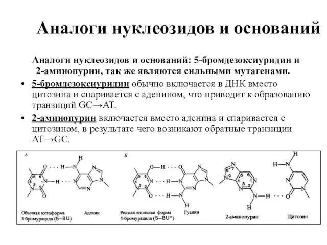 Аналоги нуклеозидов и оснований Аналоги нуклеозидов и оснований: 5-бромдезоксиуридин и 2-аминопурин, так