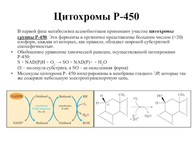 Цитохромы Р-450 В первой фазе метаболизма ксенобиотиков принимают участие цитохромы группы Р-450.