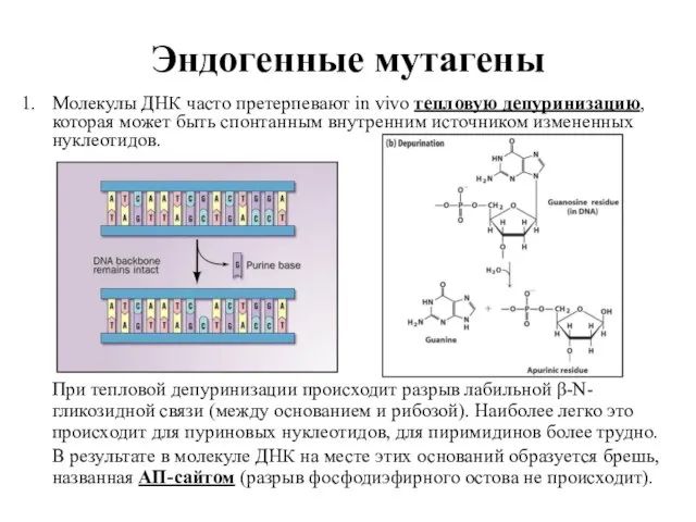 Эндогенные мутагены Молекулы ДНК часто претерпевают in vivo тепловую депуринизацию, которая может