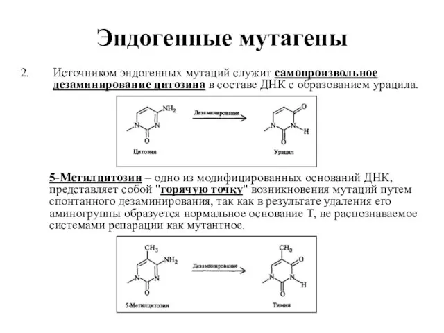 Эндогенные мутагены Источником эндогенных мутаций служит самопроизвольное дезаминирование цитозина в составе ДНК