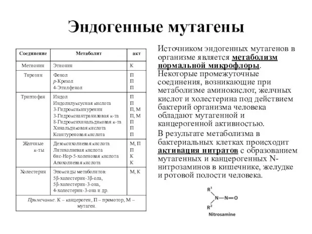 Эндогенные мутагены Источником эндогенных мутагенов в организме является метаболизм нормальной микрофлоры. Некоторые