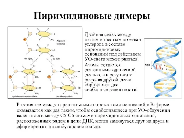 Пиримидиновые димеры Расстояние между параллельными плоскостями оснований в В-форме оказывается как раз