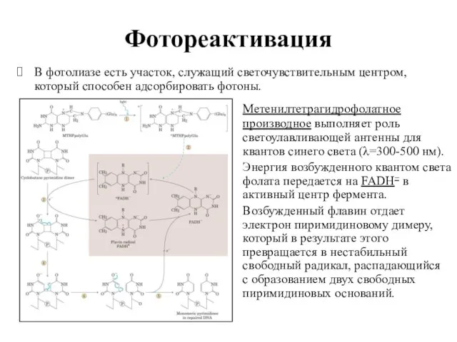 Фотореактивация В фотолиазе есть участок, служащий светочувствительным центром, который способен адсорбировать фотоны.