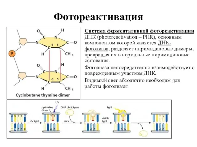 Фотореактивация Система ферментативной фотореактивации ДНК (photoreactivation – PHR), основным компонентом которой является